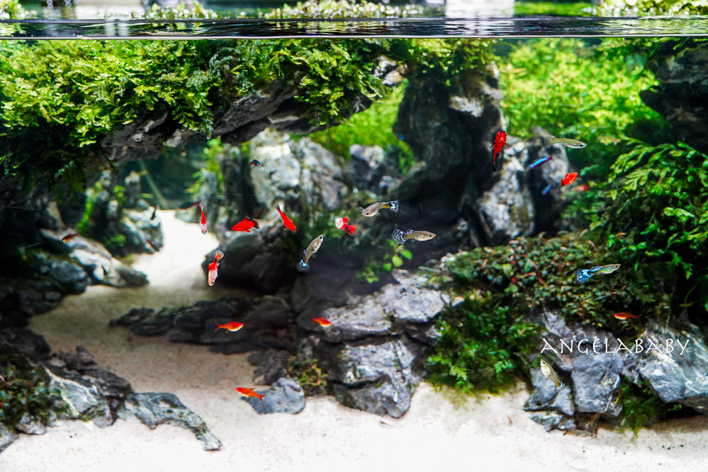 韓國首爾包車推薦『韓國華情旅行社／華情旅遊』客製化包車、京畿道和談林賞楓一日遊、機場接送、中文溝通！ @梅格(Angelababy)享樂日記