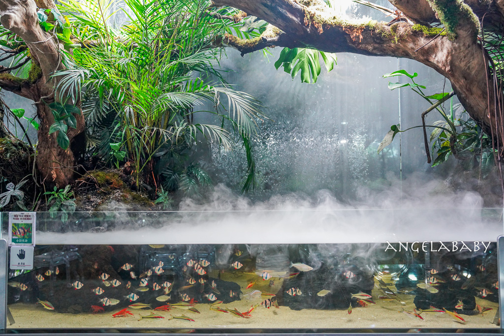 韓國首爾包車推薦『韓國華情旅行社／華情旅遊』客製化包車、京畿道和談林賞楓一日遊、機場接送、中文溝通！ @梅格(Angelababy)享樂日記