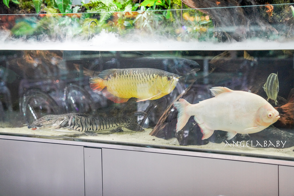 韓國首爾包車推薦『韓國華情旅行社／華情旅遊』客製化包車、京畿道和談林賞楓一日遊、機場接送、中文溝通！ @梅格(Angelababy)享樂日記