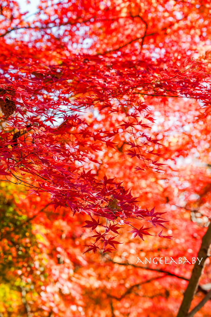 韓國首爾包車推薦『韓國華情旅行社／華情旅遊』客製化包車、京畿道和談林賞楓一日遊、機場接送、中文溝通！ @梅格(Angelababy)享樂日記