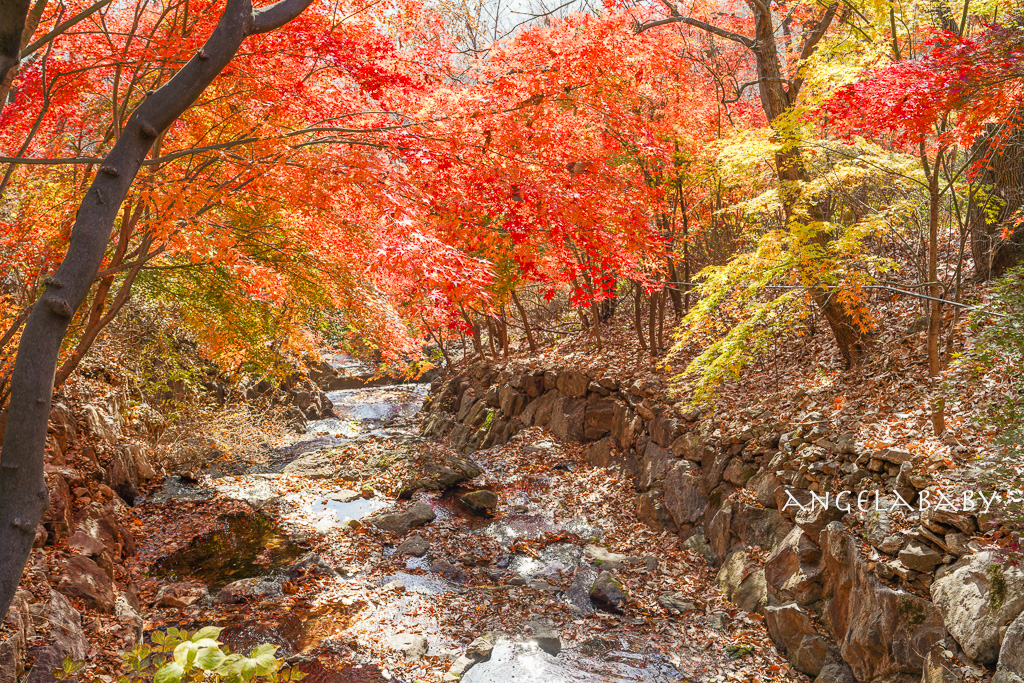 韓國首爾包車推薦『韓國華情旅行社/華情旅遊』客製化包車、京畿道和談林賞楓一日遊、機場接送、中文溝通! @梅格(Angelababy)享樂日記 韓國首爾包車推薦『韓國華情旅行社/華情旅遊』客製化包車、京畿道和談林賞楓一日遊、機場接送、中文溝通! @梅格(Angelababy)享樂日記