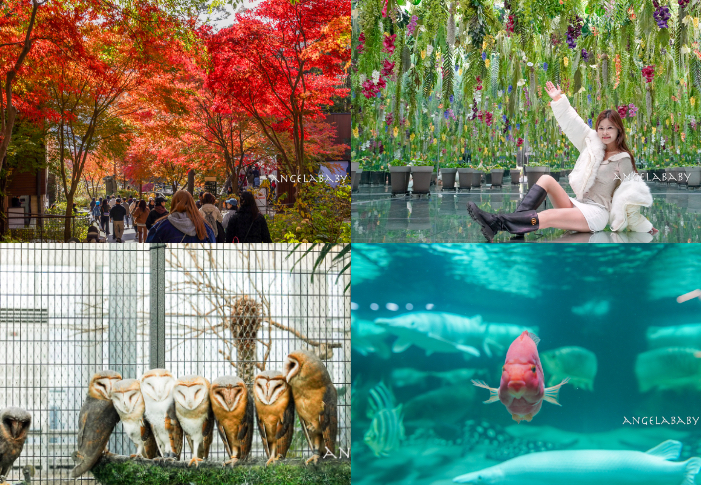 林口火鍋推薦『台灣香辣太傅』三井outlet美食、新北必吃火鍋、鴨血豆腐吃到飽、加入會員送巨無霸天使紅蝦、打卡再送本土黑毛豬、和牛生日蛋糕、免費熱茶小菜冰棒、內有菜單 @梅格(Angelababy)享樂日記