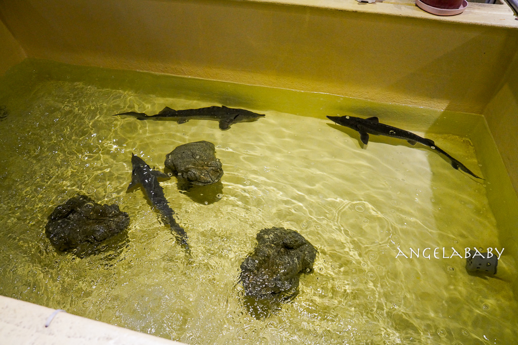 清境美食『雞大王活蝦啤酒城旗艦店』菜單、清境聚餐推薦、甕仔雞 @梅格(Angelababy)享樂日記