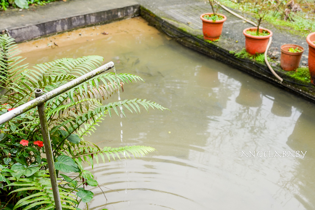新北好吃土雞｜沒有門牌的深山鐵皮屋土雞『安安土雞城』菜單、白飯免費吃到飽 @梅格(Angelababy)享樂日記