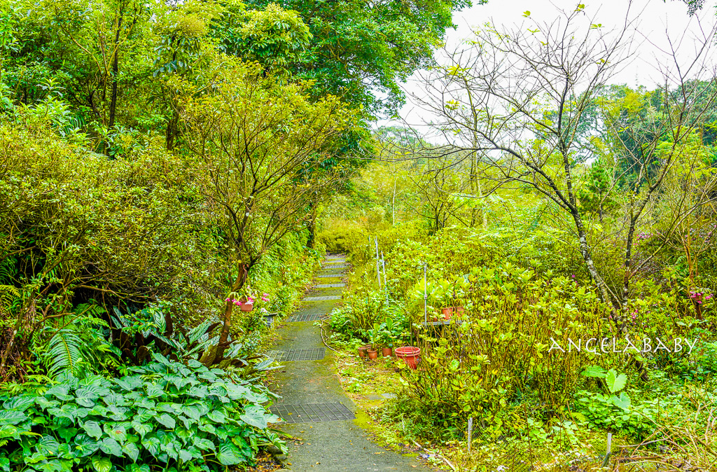 新北好吃土雞｜沒有門牌的深山鐵皮屋土雞『安安土雞城』菜單、白飯免費吃到飽 @梅格(Angelababy)享樂日記