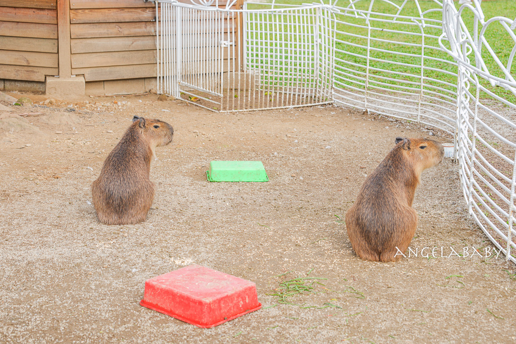 新北最新景點推薦『亮山川Lands & Stream Resort Park』自然生態、餐廳、烤肉、戲水、露營車 @梅格(Angelababy)享樂日記 新北最新景點推薦『亮山川Lands & Stream Resort Park』自然生態、餐廳、烤肉、戲水、露營車 @梅格(Angelababy)享樂日記