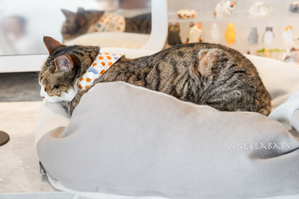 華山貓咪咖啡廳『ABOUT H Coffee』超好吃抹茶草莓千層蛋糕、貓奴咖啡聽 @梅格(Angelababy)享樂日記