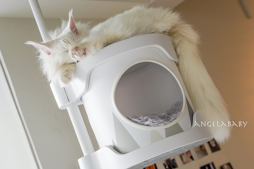 華山貓咪咖啡廳『ABOUT H Coffee』超好吃抹茶草莓千層蛋糕、貓奴咖啡聽 @梅格(Angelababy)享樂日記