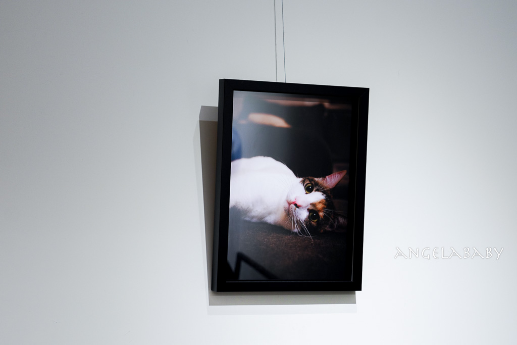 華山貓咪咖啡廳『ABOUT H Coffee』超好吃抹茶草莓千層蛋糕、貓奴咖啡聽 @梅格(Angelababy)享樂日記