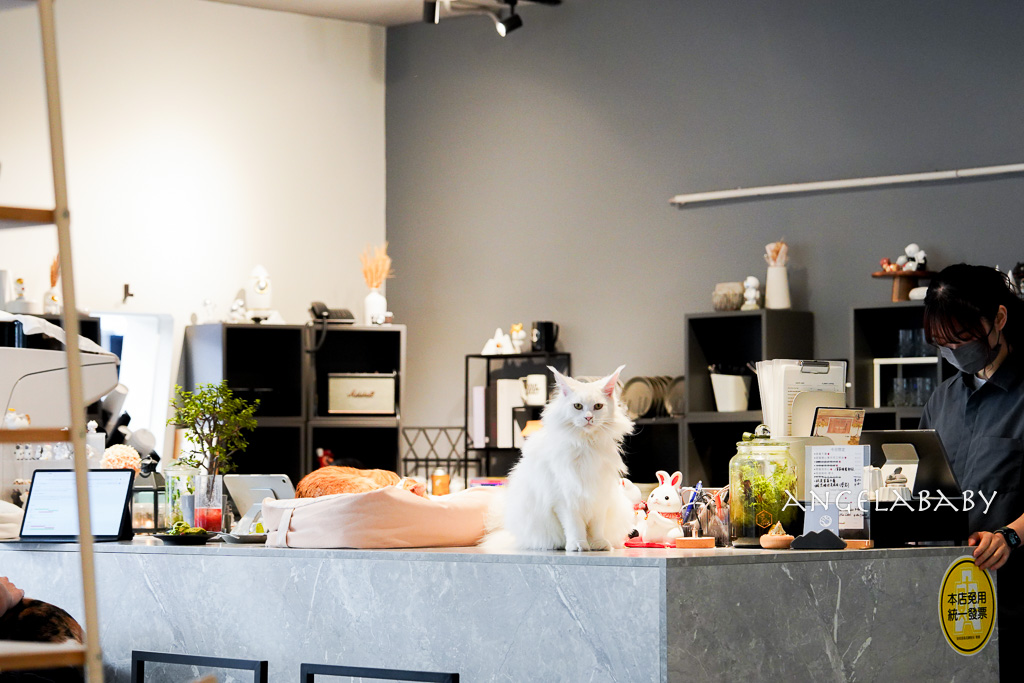 華山貓咪咖啡廳『ABOUT H Coffee』超好吃抹茶草莓千層蛋糕、貓奴咖啡聽 @梅格(Angelababy)享樂日記