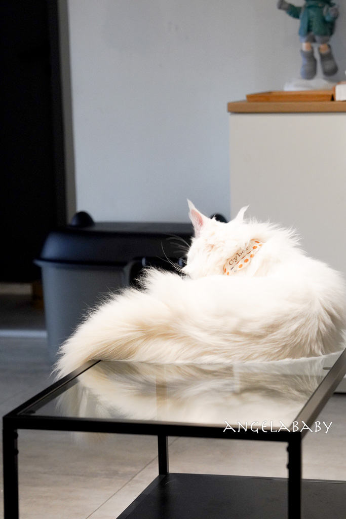 華山貓咪咖啡廳『ABOUT H Coffee』超好吃抹茶草莓千層蛋糕、貓奴咖啡聽 @梅格(Angelababy)享樂日記