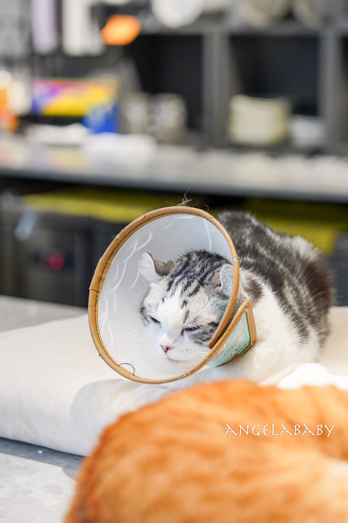 華山貓咪咖啡廳『ABOUT H Coffee』超好吃抹茶草莓千層蛋糕、貓奴咖啡聽 @梅格(Angelababy)享樂日記