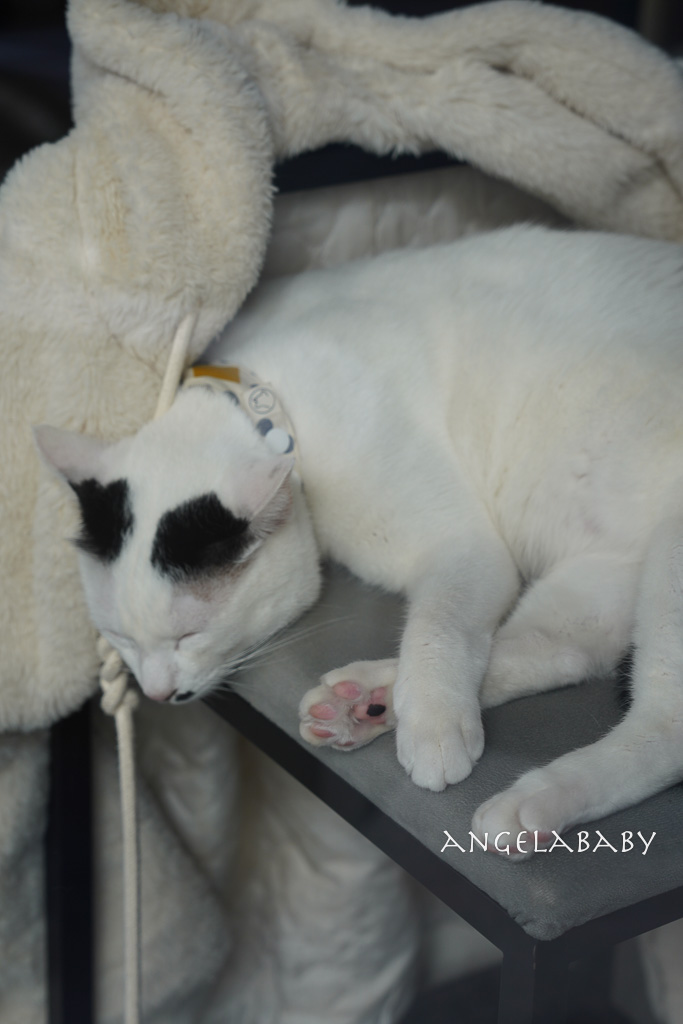 華山貓咪咖啡廳『ABOUT H Coffee』超好吃抹茶草莓千層蛋糕、貓奴咖啡聽 @梅格(Angelababy)享樂日記