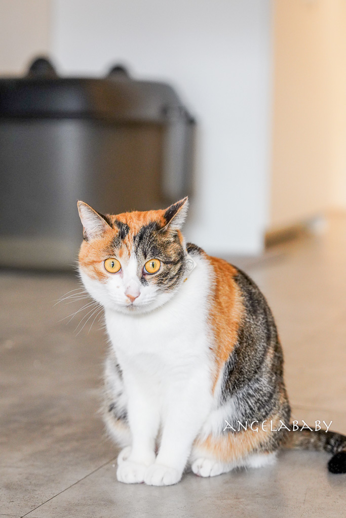 華山貓咪咖啡廳『ABOUT H Coffee』超好吃抹茶草莓千層蛋糕、貓奴咖啡聽 @梅格(Angelababy)享樂日記