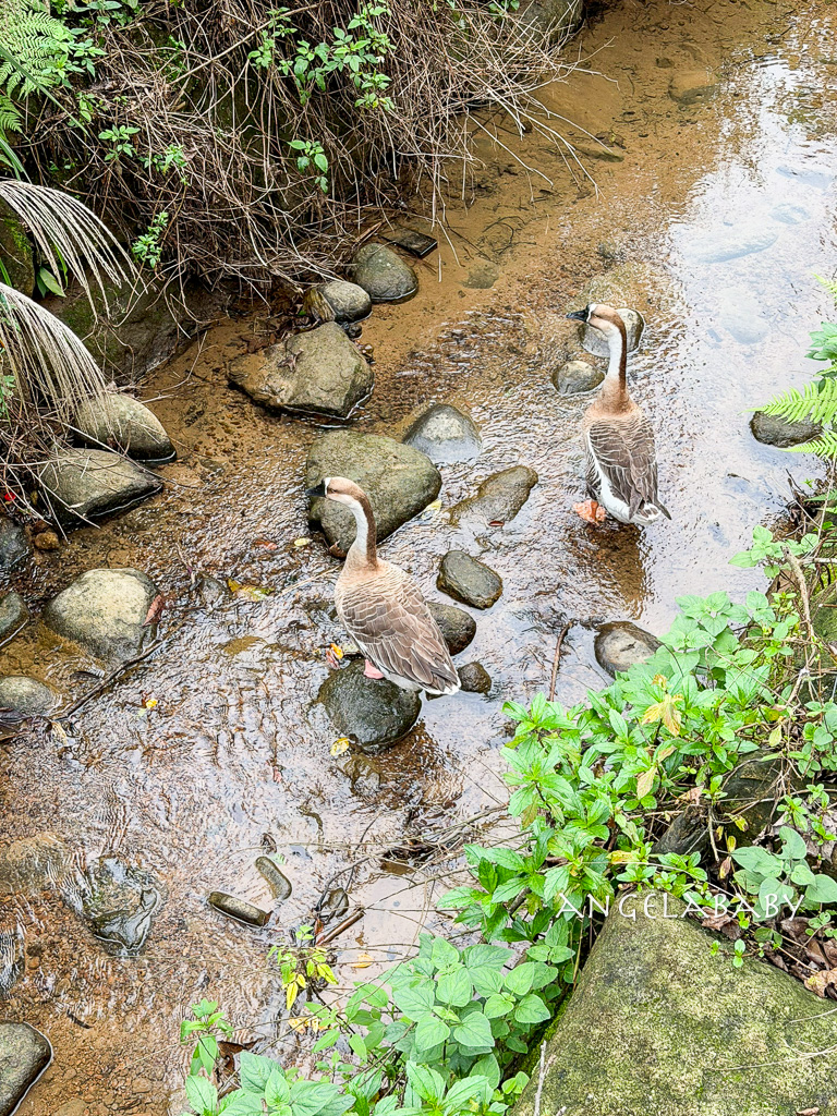 新北最新景點推薦『亮山川Lands & Stream Resort Park』自然生態、餐廳、烤肉、戲水、露營車 @梅格(Angelababy)享樂日記 新北最新景點推薦『亮山川Lands & Stream Resort Park』自然生態、餐廳、烤肉、戲水、露營車 @梅格(Angelababy)享樂日記