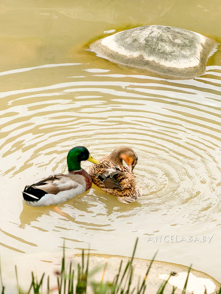 新北最新景點推薦『亮山川Lands & Stream Resort Park』自然生態、餐廳、烤肉、戲水、露營車&nbsp; @梅格(Angelababy)享樂日記