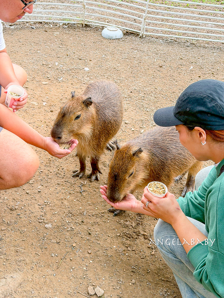 新北最新景點推薦『亮山川Lands & Stream Resort Park』自然生態、餐廳、烤肉、戲水、露營車 @梅格(Angelababy)享樂日記 新北最新景點推薦『亮山川Lands & Stream Resort Park』自然生態、餐廳、烤肉、戲水、露營車 @梅格(Angelababy)享樂日記