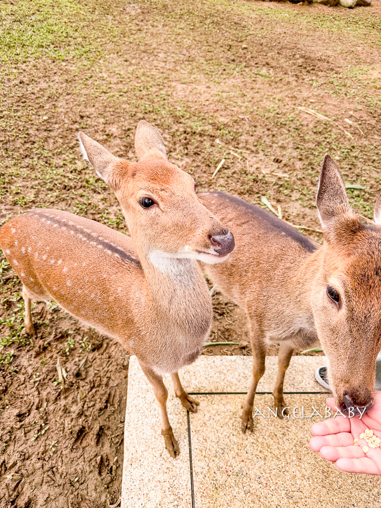 新北最新景點推薦『亮山川Lands & Stream Resort Park』自然生態、餐廳、烤肉、戲水、露營車 @梅格(Angelababy)享樂日記 新北最新景點推薦『亮山川Lands & Stream Resort Park』自然生態、餐廳、烤肉、戲水、露營車 @梅格(Angelababy)享樂日記