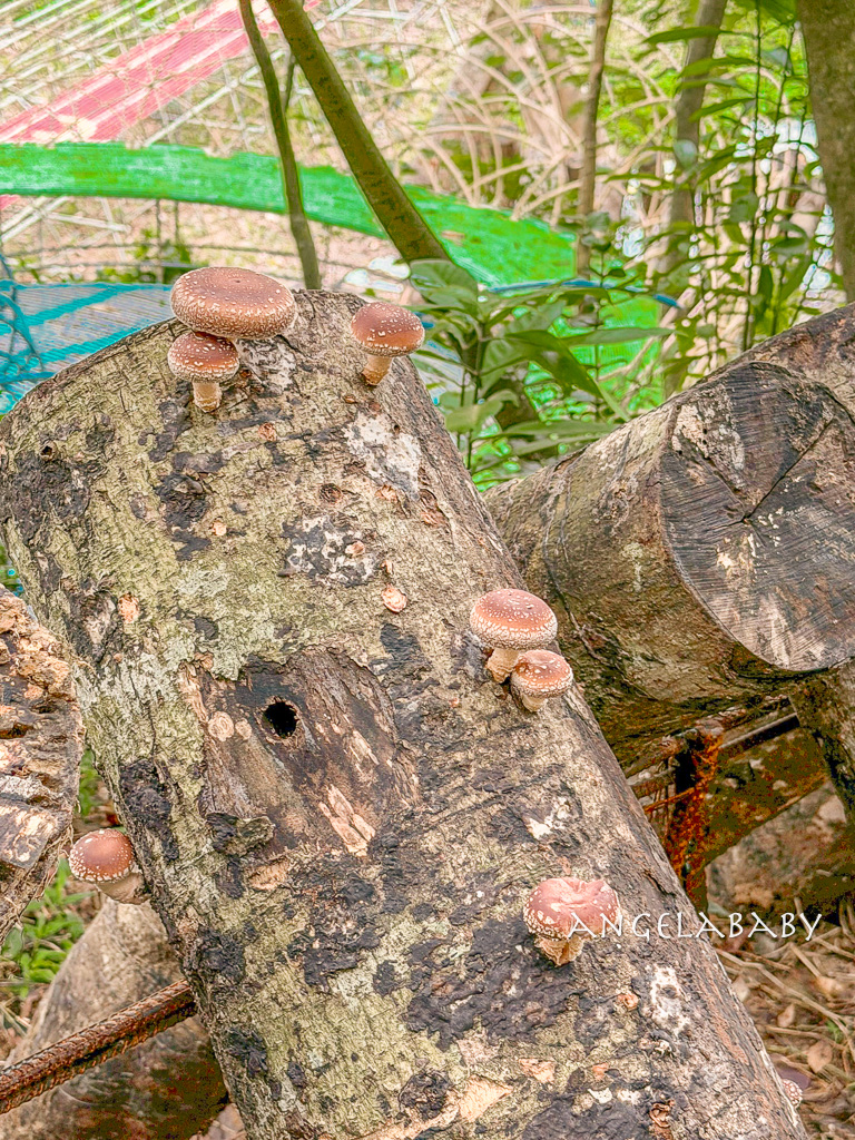新北最新景點推薦『亮山川Lands & Stream Resort Park』自然生態、餐廳、烤肉、戲水、露營車&nbsp; @梅格(Angelababy)享樂日記