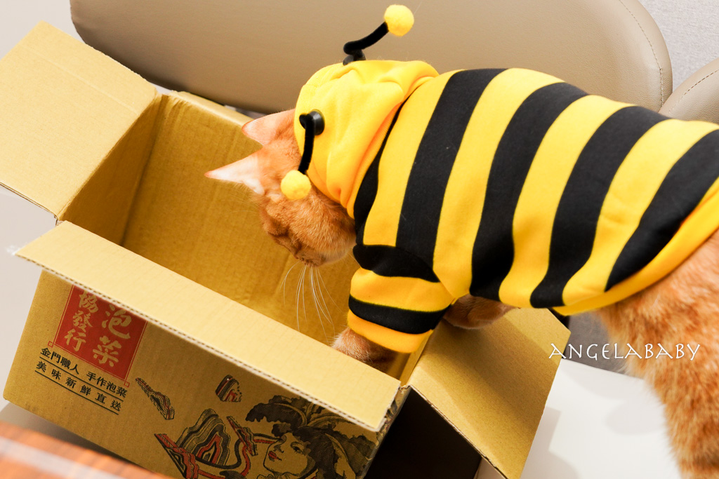 宅配美食｜每日接單製作的好吃泡菜『協發行泡菜』近20種泡菜口味、『蠟筆小新』聯名款泡菜 @梅格(Angelababy)享樂日記