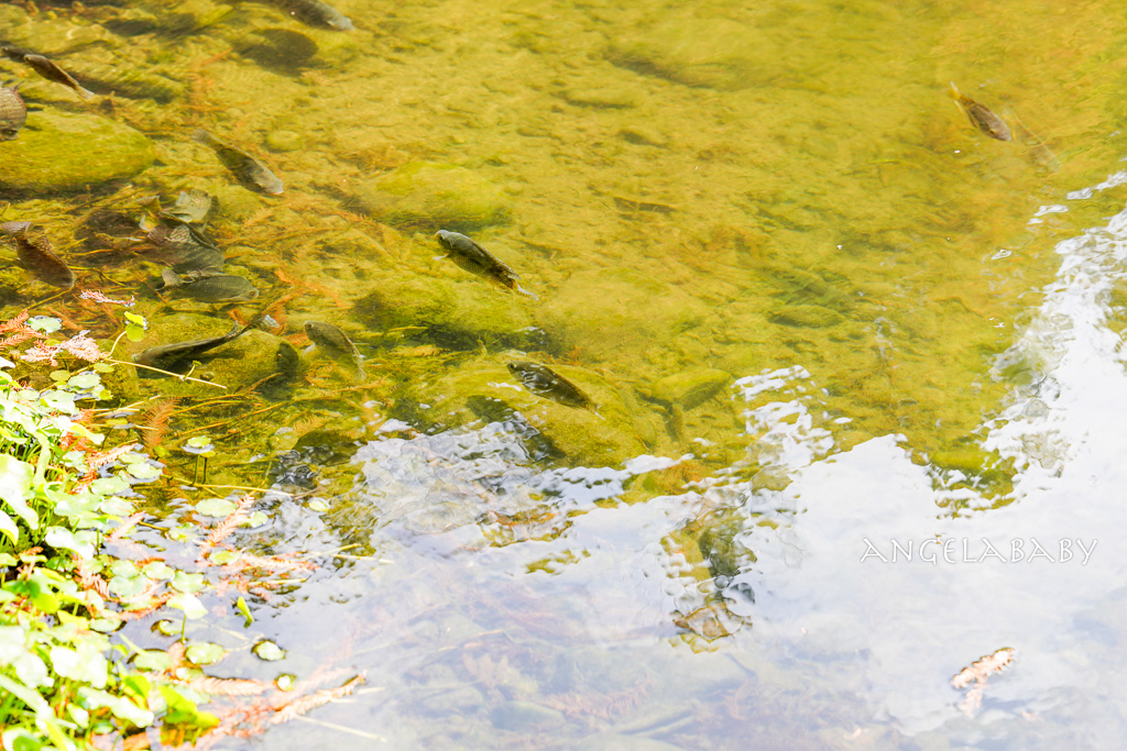 桃園落羽松『月眉人工濕地落羽松大道』怎麼去？ 歐風落羽松景點 @梅格(Angelababy)享樂日記