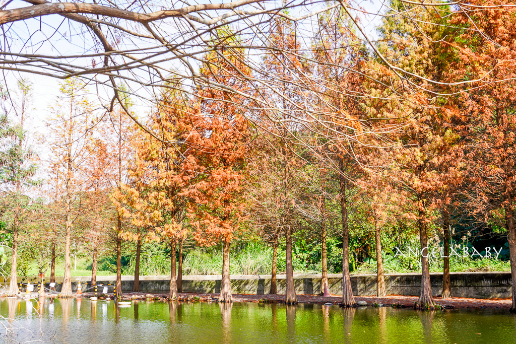 桃園落羽松『月眉人工濕地落羽松大道』怎麼去？ 歐風落羽松景點 @梅格(Angelababy)享樂日記