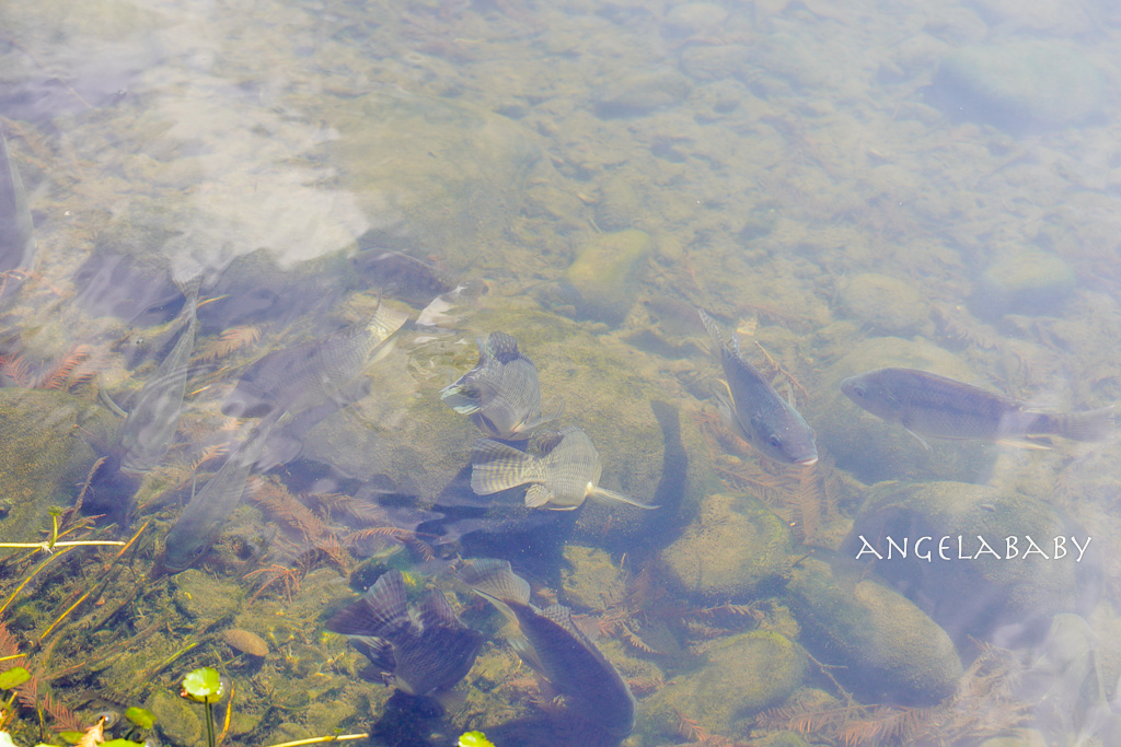 桃園落羽松『月眉人工濕地落羽松大道』怎麼去？ 歐風落羽松景點 @梅格(Angelababy)享樂日記