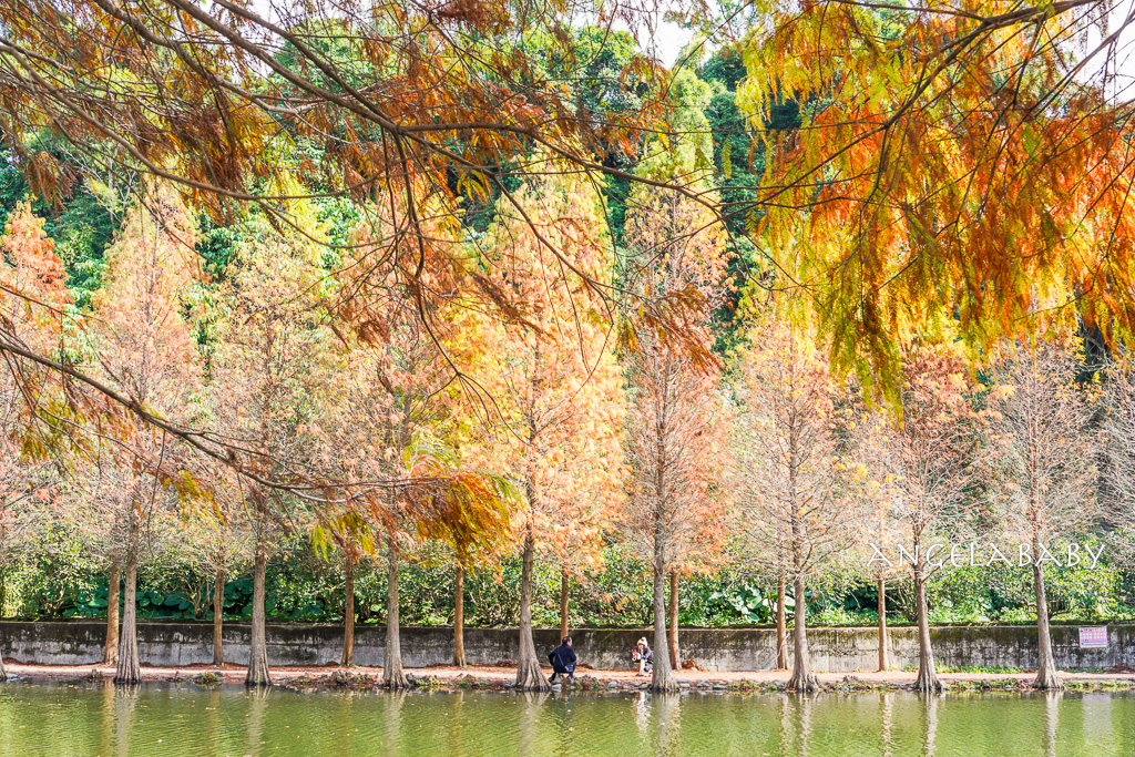 桃園落羽松『月眉人工濕地落羽松大道』怎麼去？ 歐風落羽松景點 @梅格(Angelababy)享樂日記
