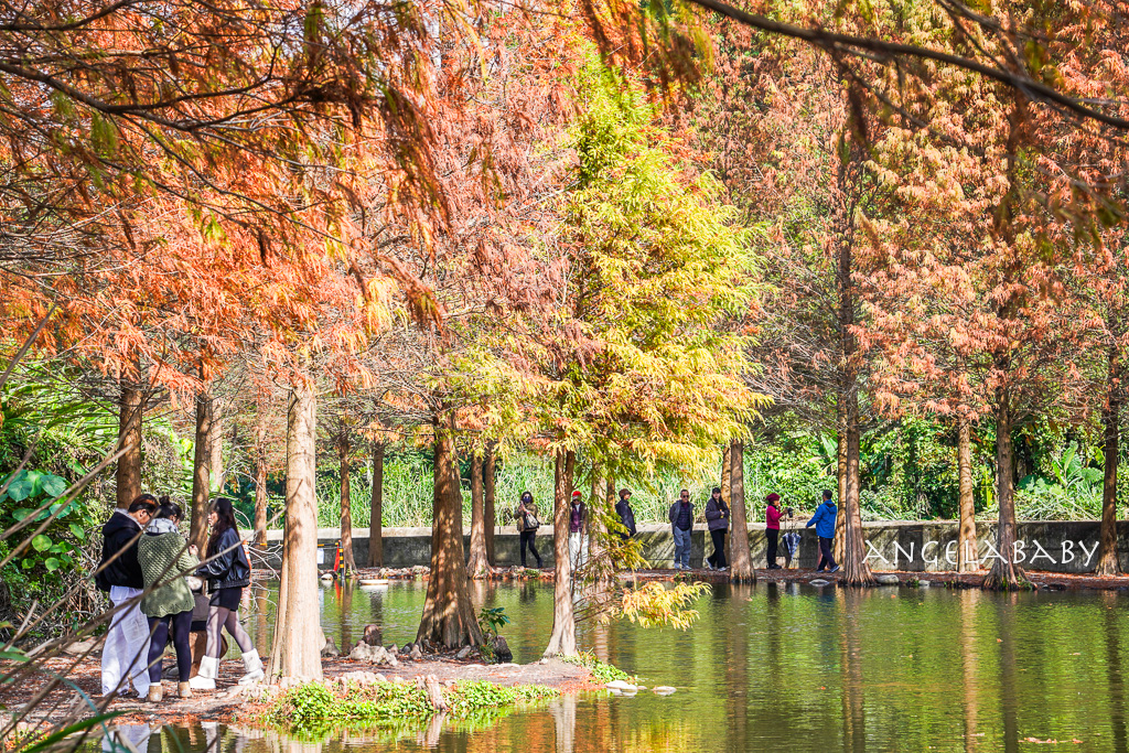 桃園落羽松『月眉人工濕地落羽松大道』怎麼去？ 歐風落羽松景點 @梅格(Angelababy)享樂日記