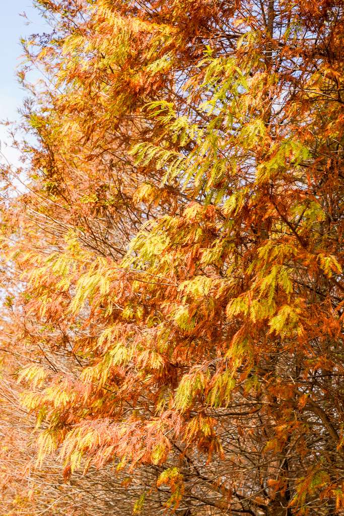 桃園落羽松『月眉人工濕地落羽松大道』怎麼去？ 歐風落羽松景點 @梅格(Angelababy)享樂日記