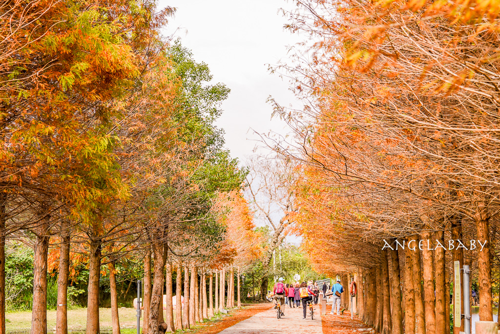 桃園落羽松『月眉人工濕地落羽松大道』怎麼去？ 歐風落羽松景點 @梅格(Angelababy)享樂日記