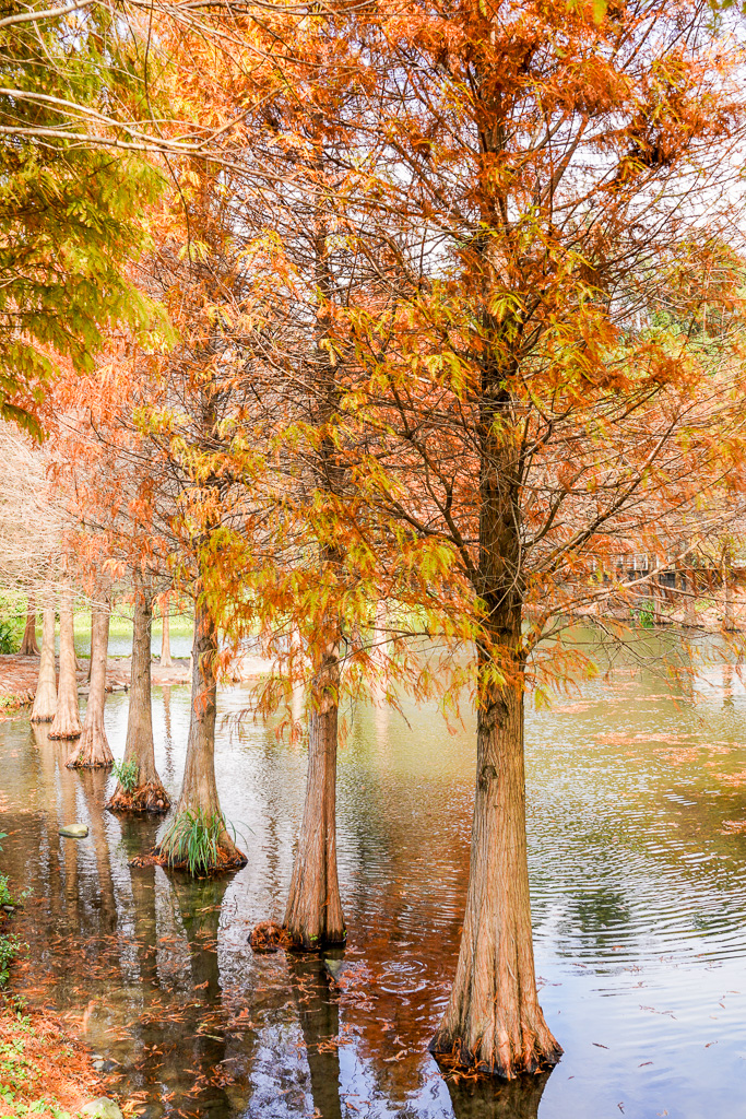 桃園落羽松『月眉人工濕地落羽松大道』怎麼去？ 歐風落羽松景點 @梅格(Angelababy)享樂日記