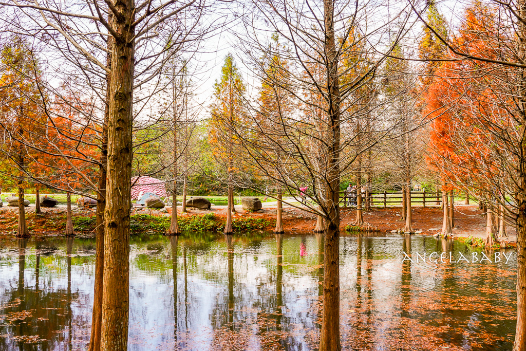 桃園落羽松『月眉人工濕地落羽松大道』怎麼去？ 歐風落羽松景點 @梅格(Angelababy)享樂日記