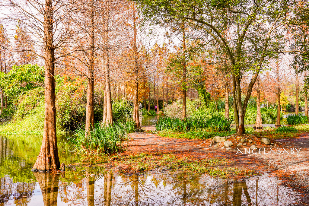 桃園落羽松『月眉人工濕地落羽松大道』怎麼去？ 歐風落羽松景點 @梅格(Angelababy)享樂日記