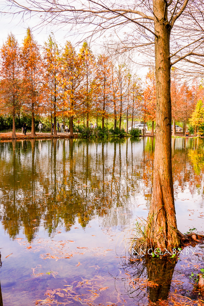 桃園落羽松『月眉人工濕地落羽松大道』怎麼去？ 歐風落羽松景點 @梅格(Angelababy)享樂日記