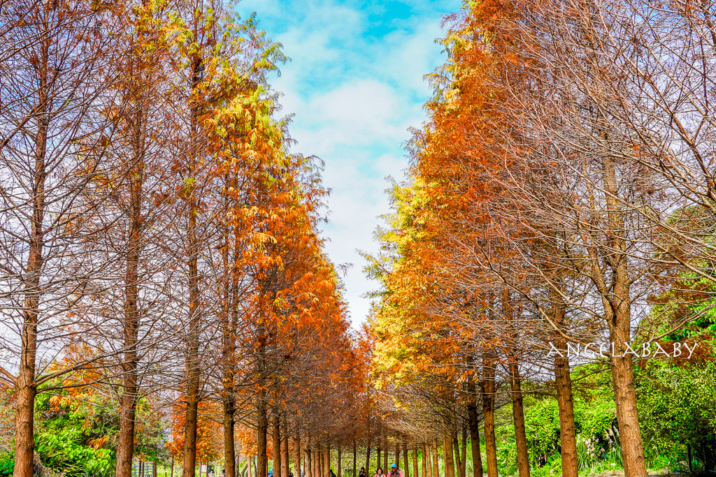 桃園落羽松『月眉人工濕地落羽松大道』怎麼去？ 歐風落羽松景點 @梅格(Angelababy)享樂日記