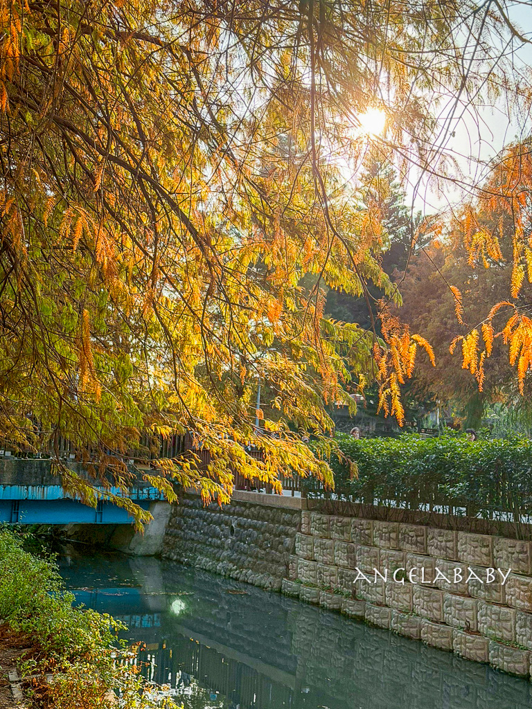 台北落羽松秘境｜士林官邸公園、落羽松步道 @梅格(Angelababy)享樂日記