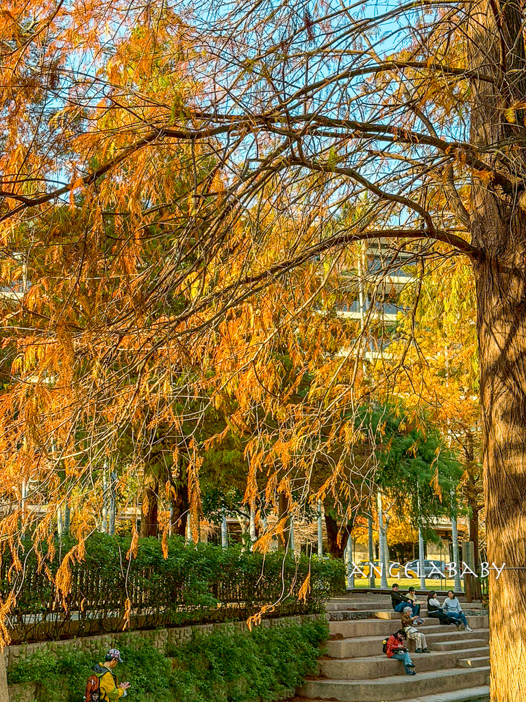 台北落羽松秘境｜士林官邸公園、落羽松步道 @梅格(Angelababy)享樂日記