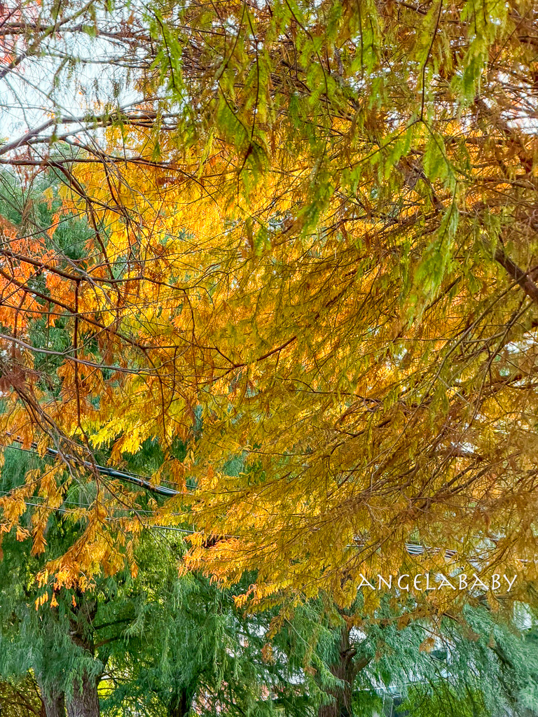 台北落羽松秘境｜士林官邸公園、落羽松步道 @梅格(Angelababy)享樂日記