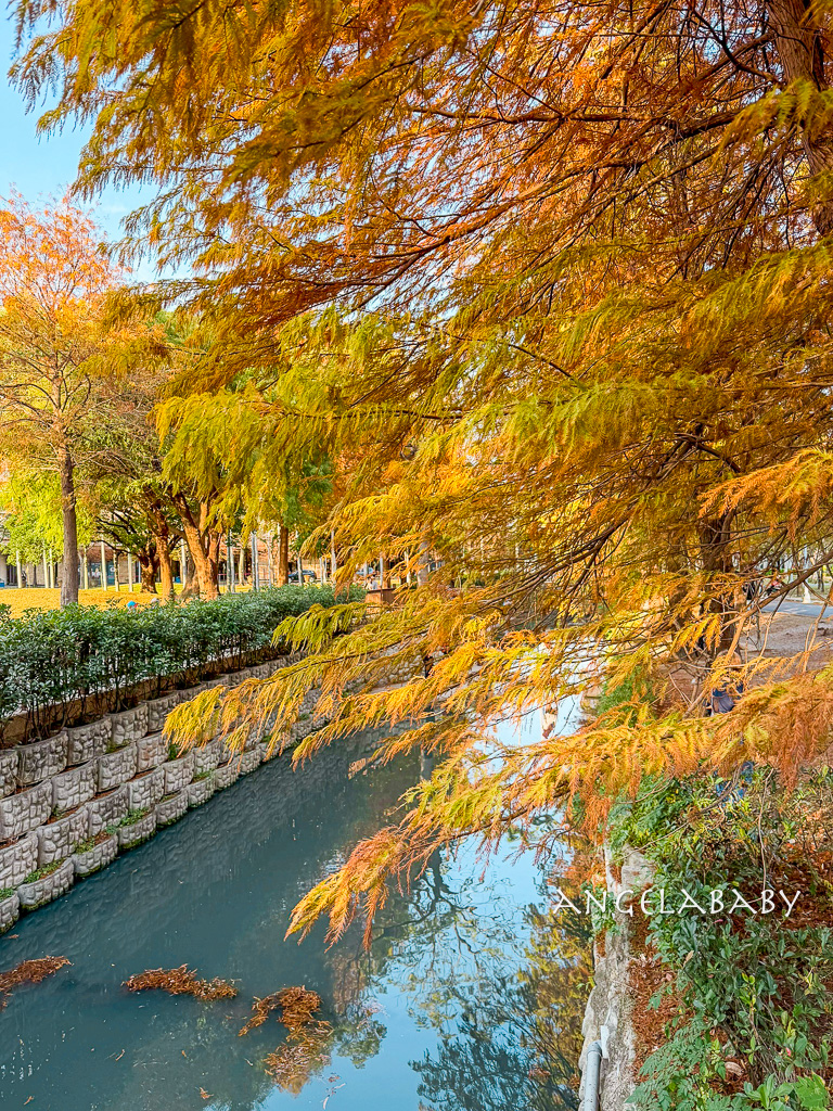 台北落羽松秘境｜士林官邸公園、落羽松步道 @梅格(Angelababy)享樂日記