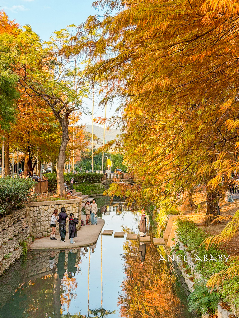 台北落羽松秘境｜士林官邸公園、落羽松步道 @梅格(Angelababy)享樂日記