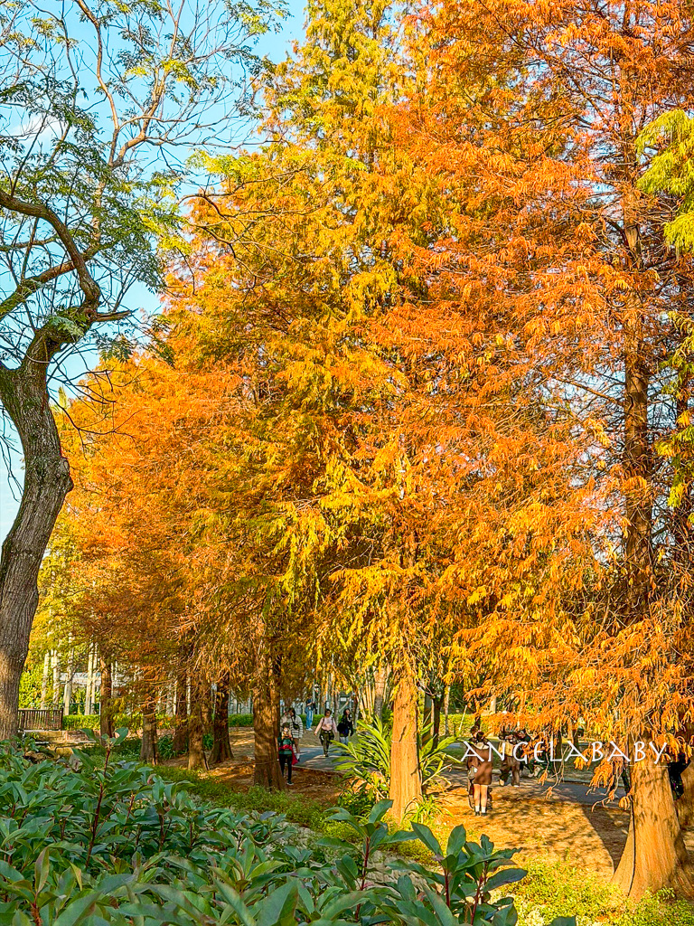 台北落羽松秘境｜士林官邸公園、落羽松步道 @梅格(Angelababy)享樂日記