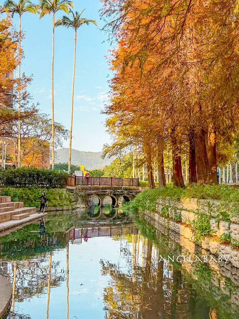台北落羽松秘境｜士林官邸公園、落羽松步道 @梅格(Angelababy)享樂日記