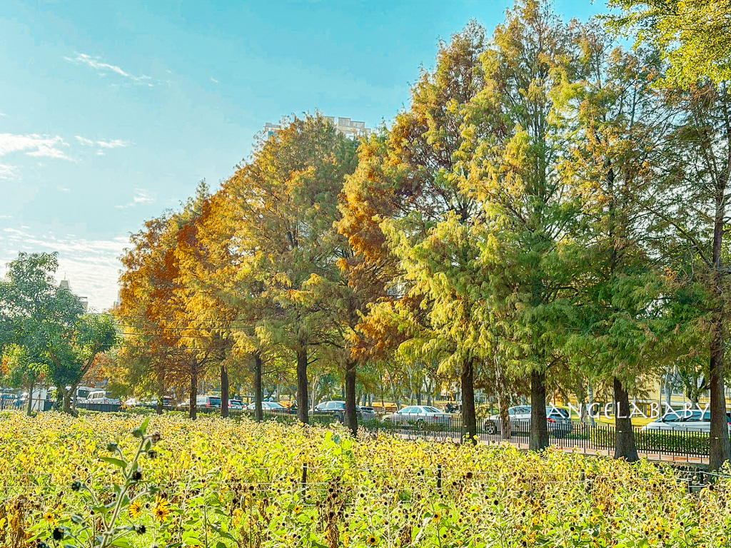 台北落羽松秘境｜士林官邸公園、落羽松步道 @梅格(Angelababy)享樂日記