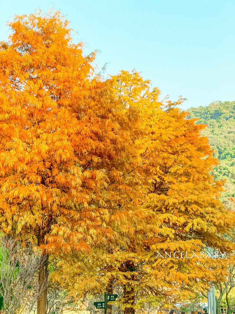 台北落羽松秘境｜士林官邸公園、落羽松步道 @梅格(Angelababy)享樂日記