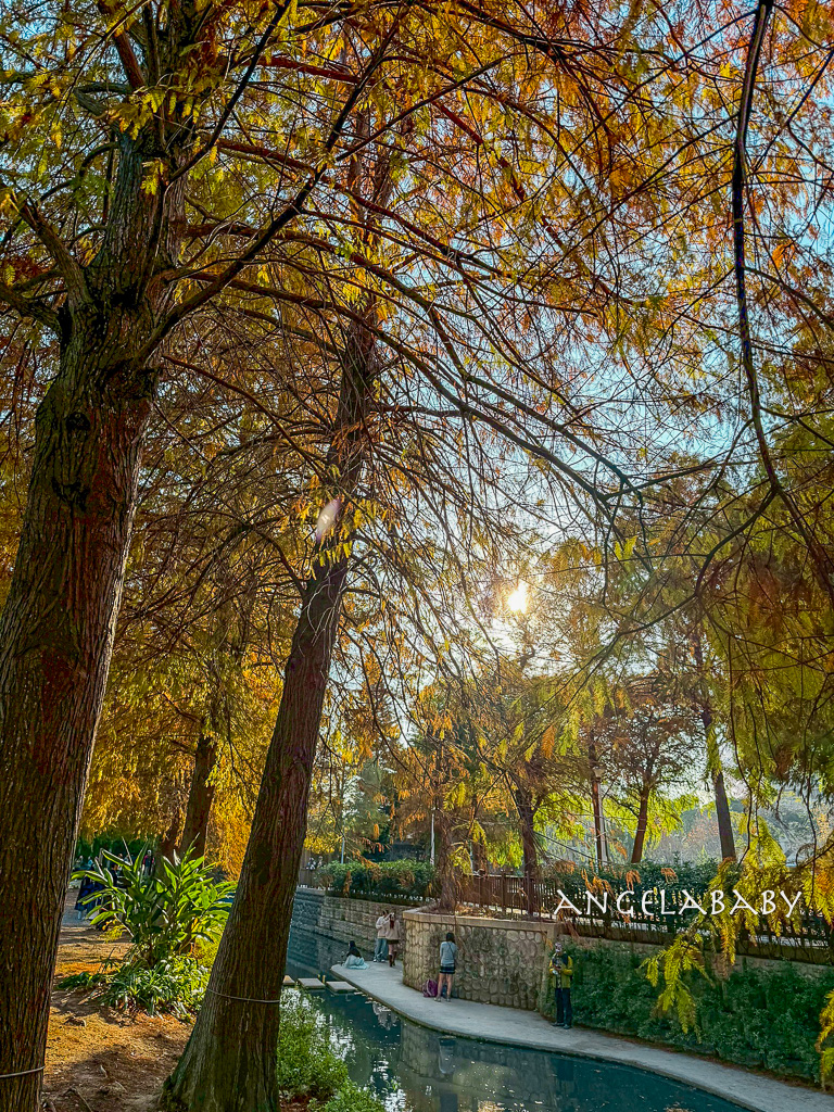 台北落羽松秘境｜士林官邸公園、落羽松步道 @梅格(Angelababy)享樂日記