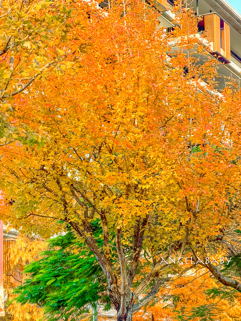 台北落羽松秘境｜士林官邸公園、落羽松步道 @梅格(Angelababy)享樂日記