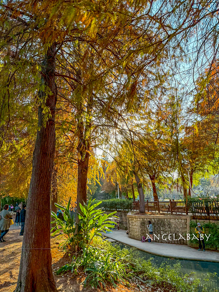 台北落羽松秘境｜士林官邸公園、落羽松步道 @梅格(Angelababy)享樂日記