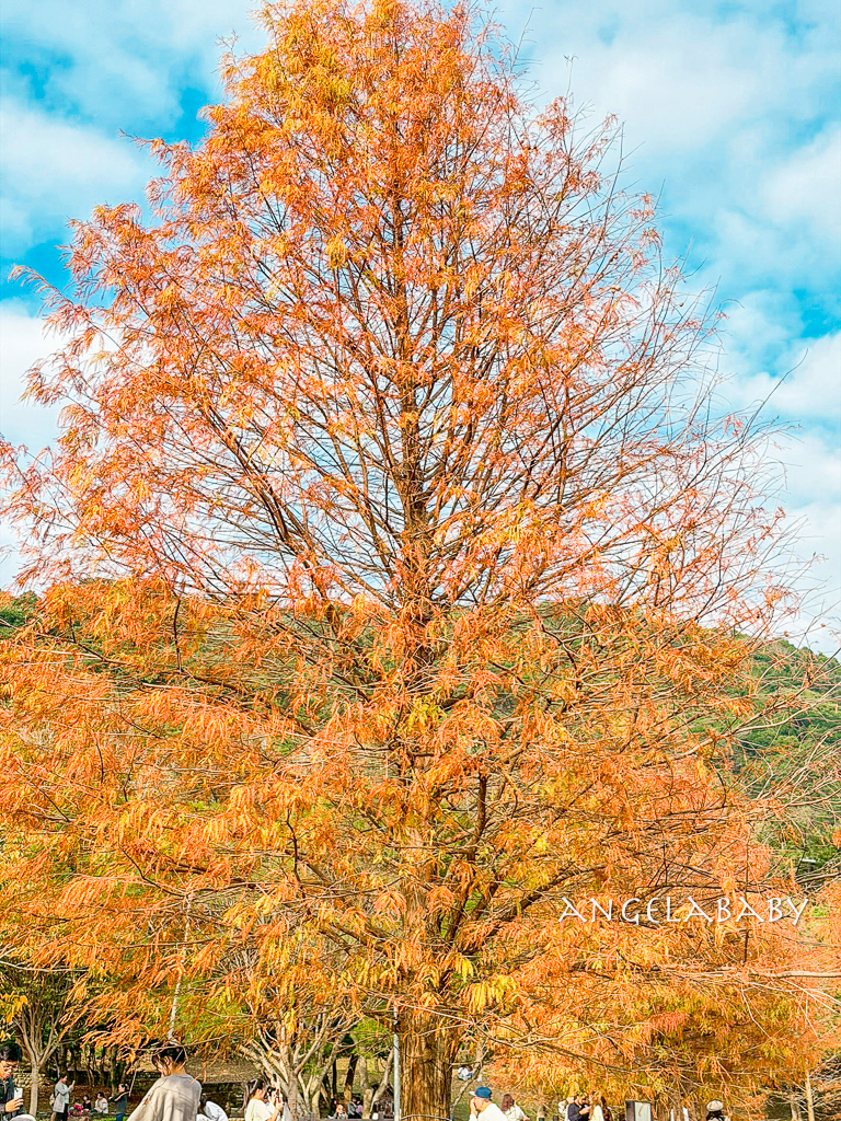 台北免費落羽松『原住民文化主題公園』交通方式、故宮旁的落羽松公園 @梅格(Angelababy)享樂日記