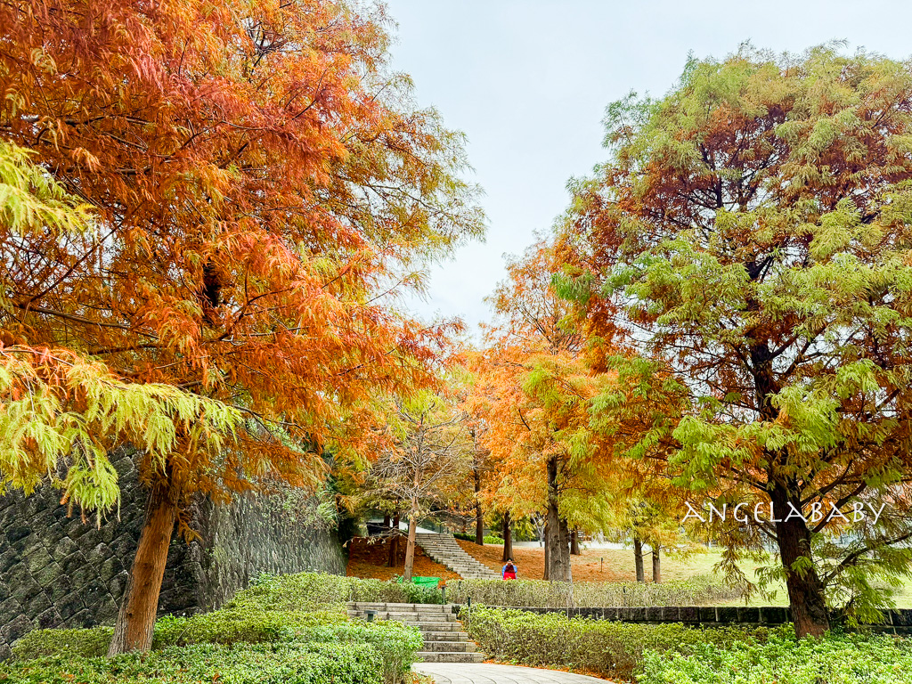 北投落羽松景點「行天宮北投分宮」交通？落羽松窗景圖書館 @梅格(Angelababy)享樂日記